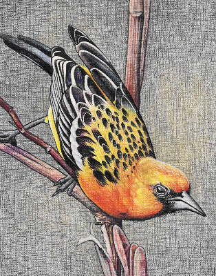 Fabric roller blind A bird on a branch