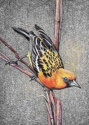 Fabric roller blind A bird on a branch