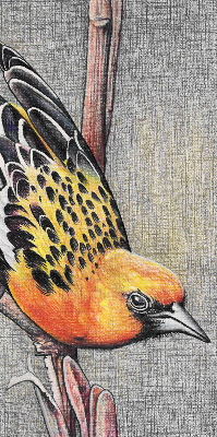 Fabric roller blind A bird on a branch