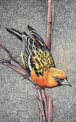 Fabric roller blind A bird on a branch