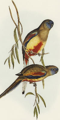 Fabric roller blind Two birds on a branch