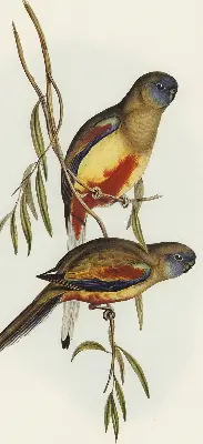 Fabric roller blind two birds on a branch design