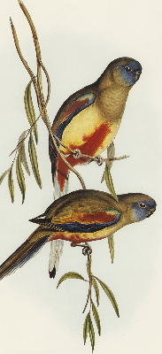 Fabric roller blind Two birds on a branch