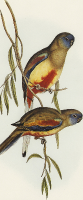 Fabric roller blind Two birds on a branch