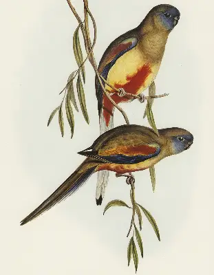 Fabric roller blind two birds on a branch design