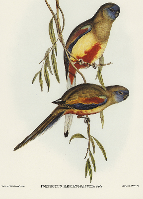Fabric roller blind Two birds on a branch
