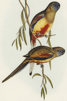 Fabric roller blind Two birds on a branch