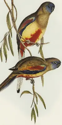 Fabric roller blind two birds on a branch design