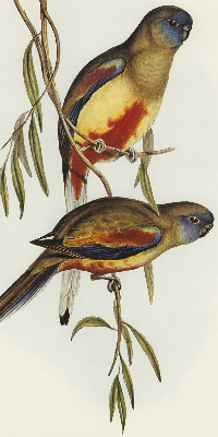 Fabric roller blind Two birds on a branch