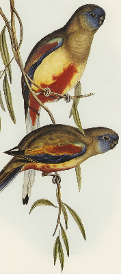 Fabric roller blind Two birds on a branch