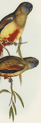Fabric roller blind Two birds on a branch