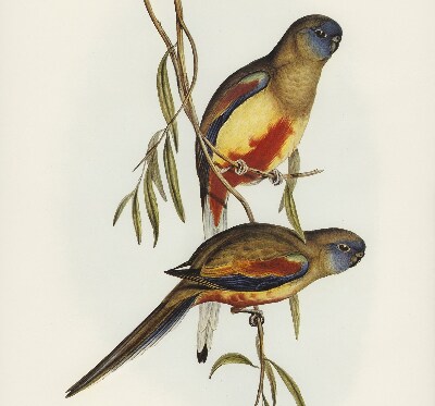 Fabric roller blind Two birds on a branch