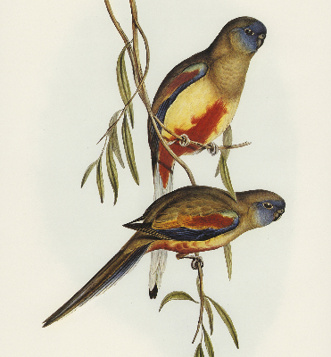 Fabric roller blind Two birds on a branch
