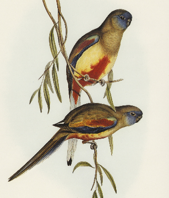 Fabric roller blind Two birds on a branch
