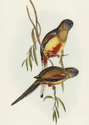 Fabric roller blind two birds on a branch design