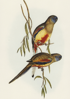 Fabric roller blind Two birds on a branch
