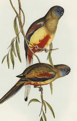 Fabric roller blind two birds on a branch design