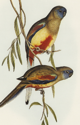 Fabric roller blind Two birds on a branch
