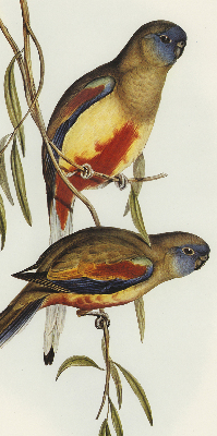 Fabric roller blind Two birds on a branch