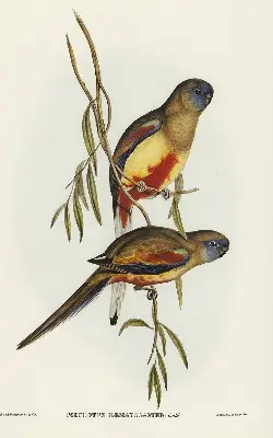 Fabric roller blind two birds on a branch design