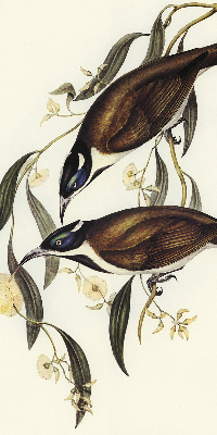 Modern roller blind Birds on a tree