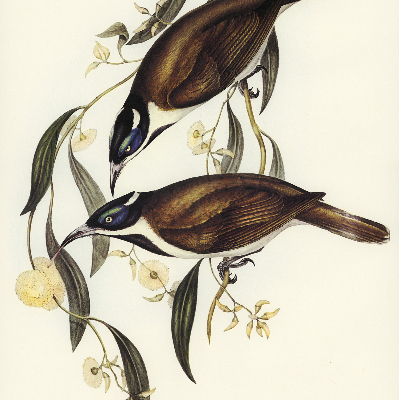 Modern roller blind Birds on a tree