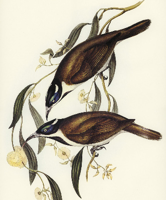 Modern roller blind Birds on a tree