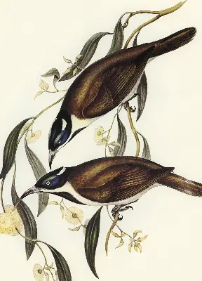 Modern roller blind birds on a tree pattern