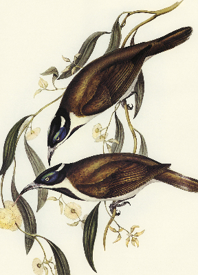 Modern roller blind Birds on a tree