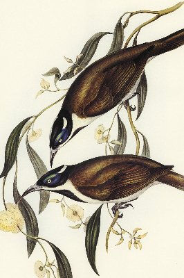 Modern roller blind Birds on a tree