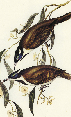 Modern roller blind Birds on a tree
