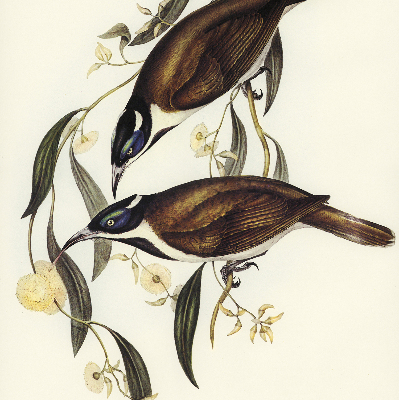 Modern roller blind Birds on a tree
