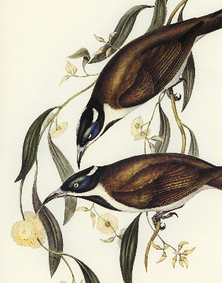 Modern roller blind Birds on a tree