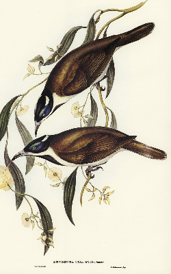 Modern roller blind Birds on a tree