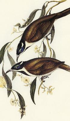 Modern roller blind Birds on a tree