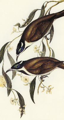 Modern roller blind Birds on a tree