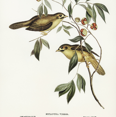 Fabric roller blind Birds on a tree