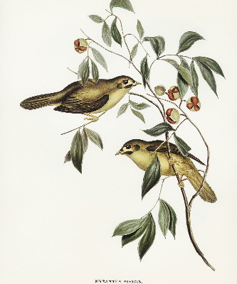 Fabric roller blind Birds on a tree