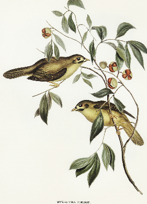 Fabric roller blind Birds on a tree
