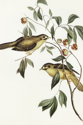 Fabric roller blind Birds on a tree