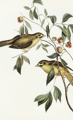 Fabric roller blind Birds on a tree