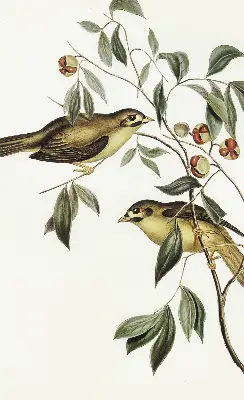 Fabric roller blind with birds on a tree pattern