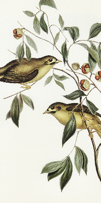 Fabric roller blind Birds on a tree