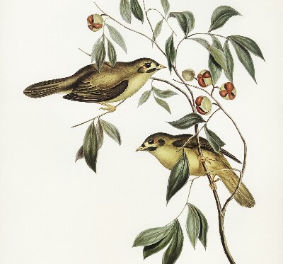 Fabric roller blind Birds on a tree