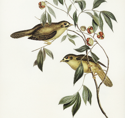 Fabric roller blind Birds on a tree