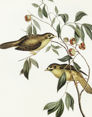 Fabric roller blind Birds on a tree