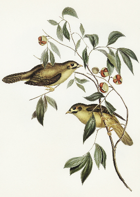 Fabric roller blind Birds on a tree