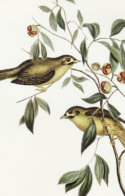 Fabric roller blind Birds on a tree