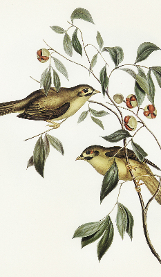 Fabric roller blind Birds on a tree