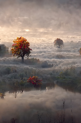 Roller blind for large window Trees in the fog